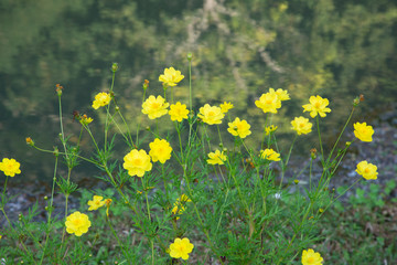  beautiful Cosmos yellow flowers.