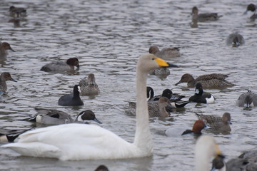 田尻池の白鳥