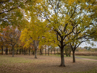 Naklejka premium 公園の紅葉