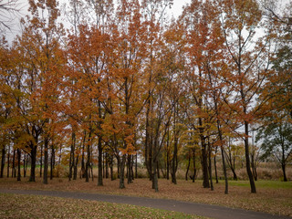 公園の紅葉