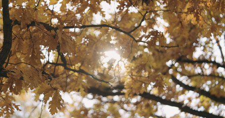 morning sun peeking through autumn oak leaves