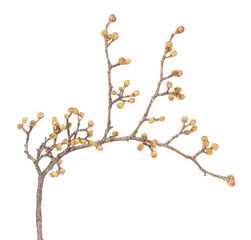 European cornel branch