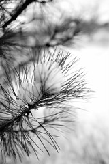 pine branch covered with snow, close-up, selective focus