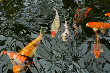 Kois im Fischteich