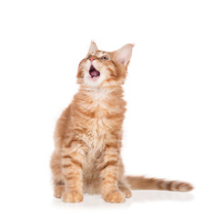Maine Coon kitten