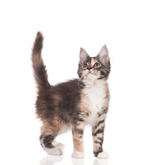 Maine Coon kitten
