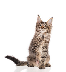 Obraz premium Kociak Maine Coon