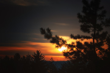Fototapeta na wymiar Sunrise over trees 