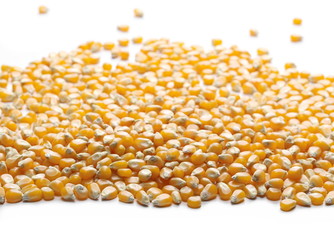Yellow grain corn isolated on white background and texture, for popcorn