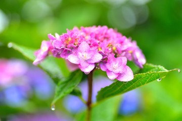 Obraz premium 雨に咲くアジサイの花