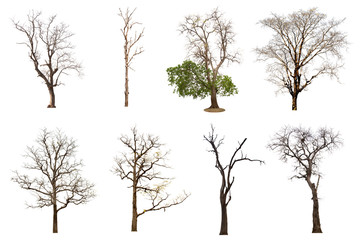 Group of green trees and dead tree groups isolated from a white background.