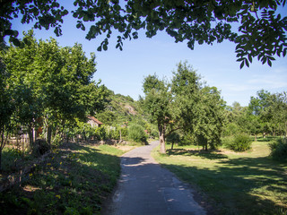 Road through apple trees on a steep vineyard with cottage in the sun