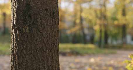 closeup of maple tree trunk in autumn city - obrazy, fototapety, plakaty