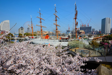 桜が満開のみなとみらいとにっぽん丸
