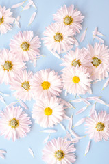 A lot of daisies with petals on a blue background.