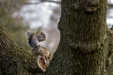 squirrel on tree nibbling walnut