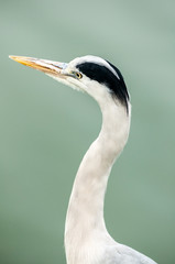 Heron portrait