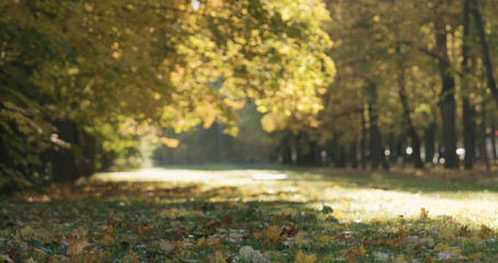 Low angle shot of fallen autumn leaves on grass in the morning