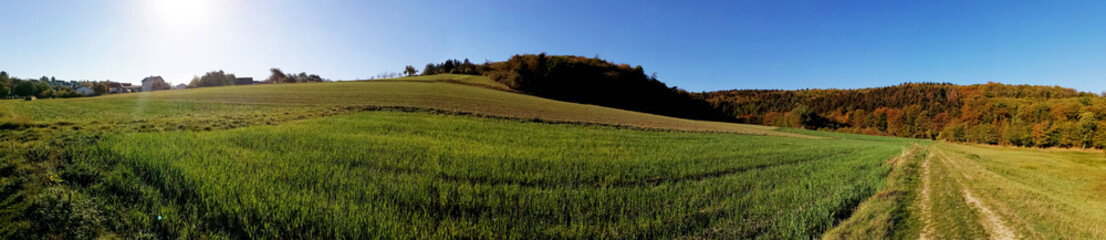 rural landscape with wheat field and blue sky