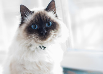 miracle with blue eyes