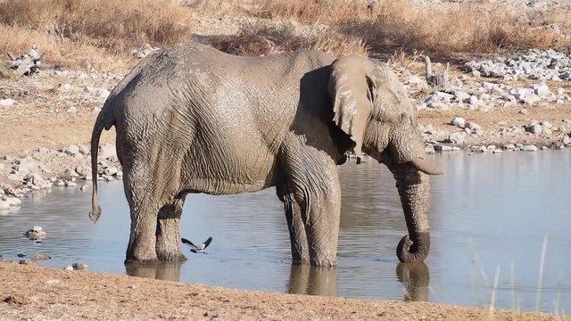 Namibia - Etoscha Nationalpark - Afrikanischer Elefant