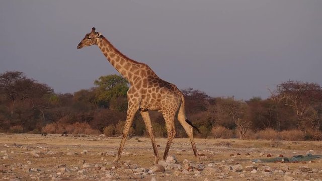 Namibia - Etoscha Nationalpark - Giraffe