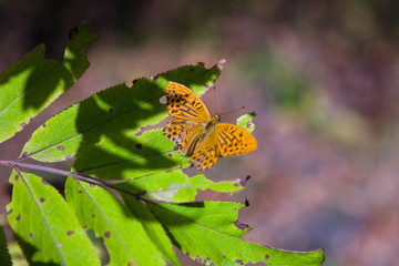 An orange butterfly sits on a branch.