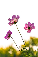 Fototapeta premium Colourful Cosmos flowers are blooming in the field when Autumn season is coming. It is very beautiful when blossom in the field.