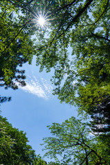 木漏れ日と青空と雲