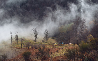 Fototapeta na wymiar paysage hivernal dans la brume