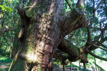五十谷の大スギ