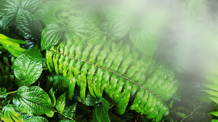 Vertical garden with tropical green leaf with fog and rain.