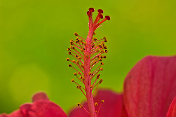 Hibiskus © KarlPeter