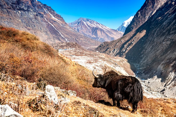 Yak Langtang Valley Nepal