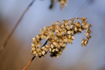 Fluffy Goldenrod in autumn
