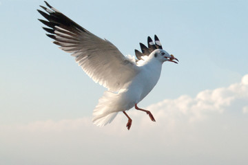 Seagull in the blue sky..