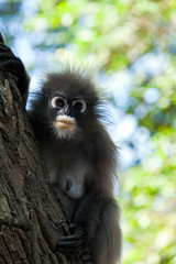 Dusky leaf monkey.
