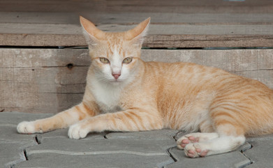 Obraz premium Cat cute is sitting.