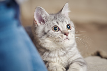 Portrait of scottish straight kitten near of its owner.
