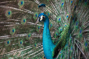 Dancing Peacock.