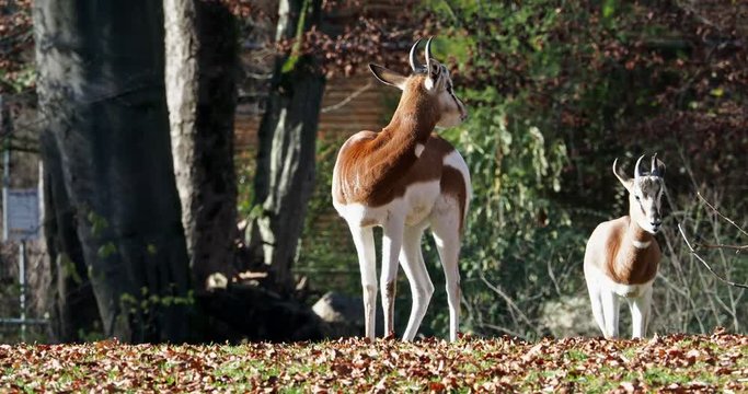 Mhorr-Gazelle -  Gazella dama mhorr