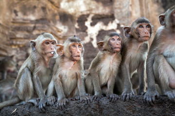 Naklejka premium Monkey Family. 