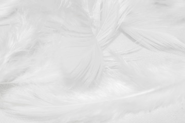 Fototapeta premium White feathers on white background for design