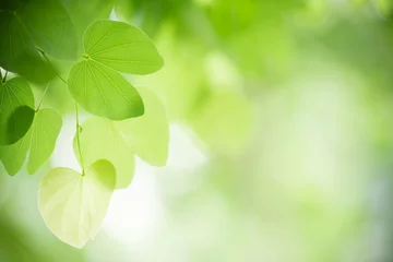 Muurstickers Nature of green leaf in garden at summer. Natural green leaves plants using as spring background cover page greenery environment ecology wallpaper © Fahkamram