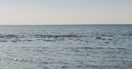 seagull on water surface on a summer day