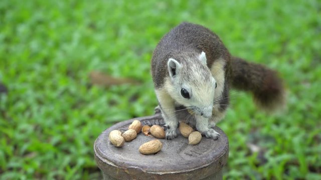 The squirrel eat nut in the park.