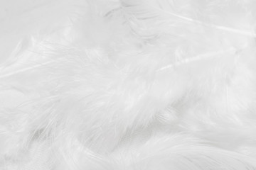 White feathers on white background for design