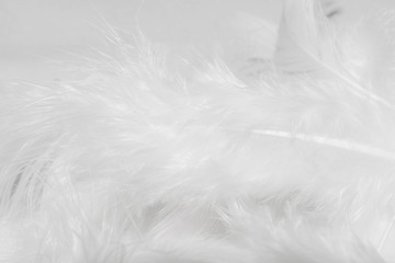 Obraz premium White feathers on white background for design