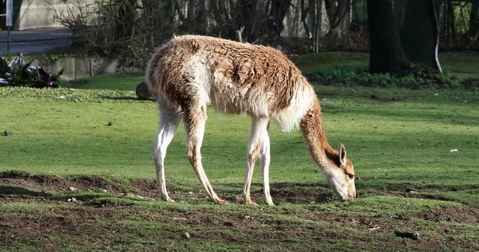 Vikunja - Vicugna vicugna - Lama glama