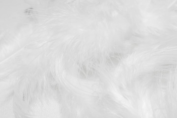 White feathers on white background for design